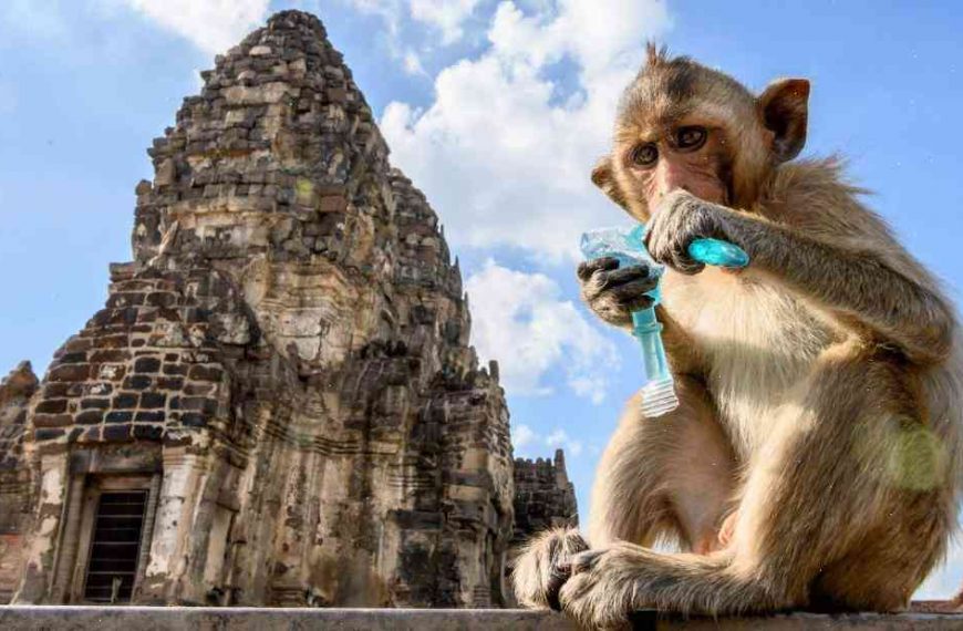 Go behind the scenes at the world’s cutest monkey with his owner